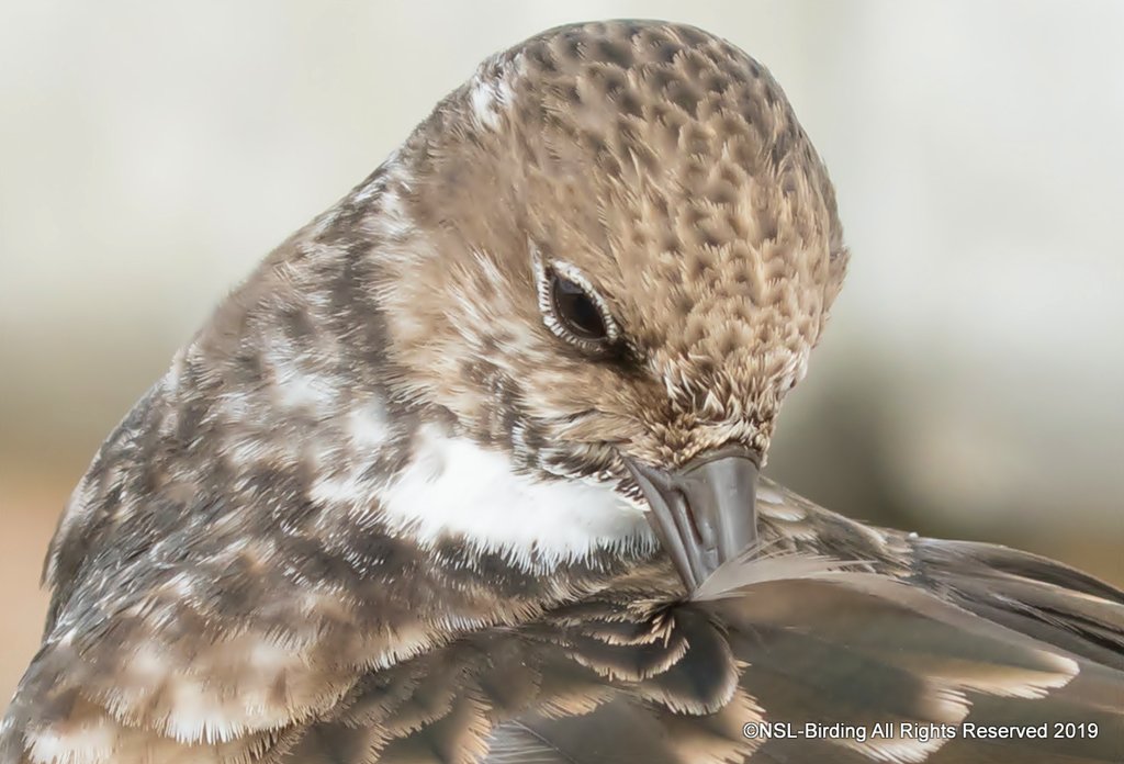 NSLBirding's tweet image. NSL weekly blog updated
Dorset, Devon &amp;amp; Blorenge
Turnstone, Purple Sandpiper, Snow Bunting.
#WildBlogs

newton-st-loe-birding.blogspot.com