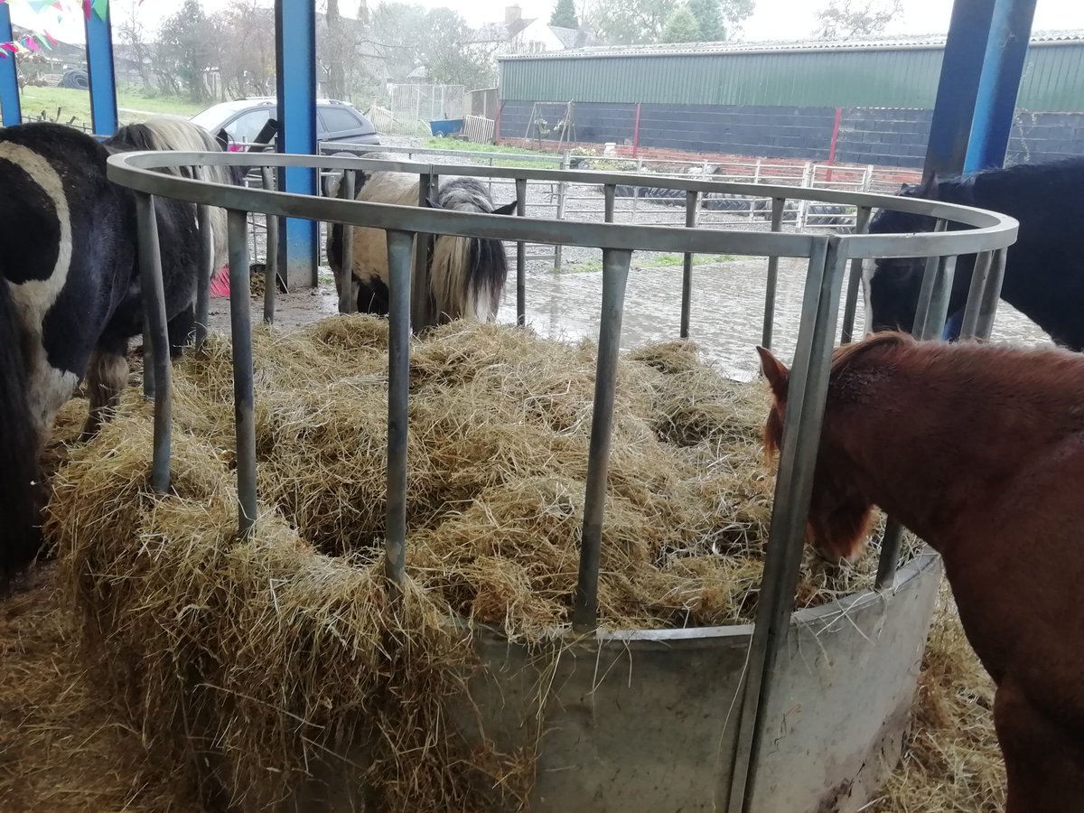 Wet lunchtime at the farm.