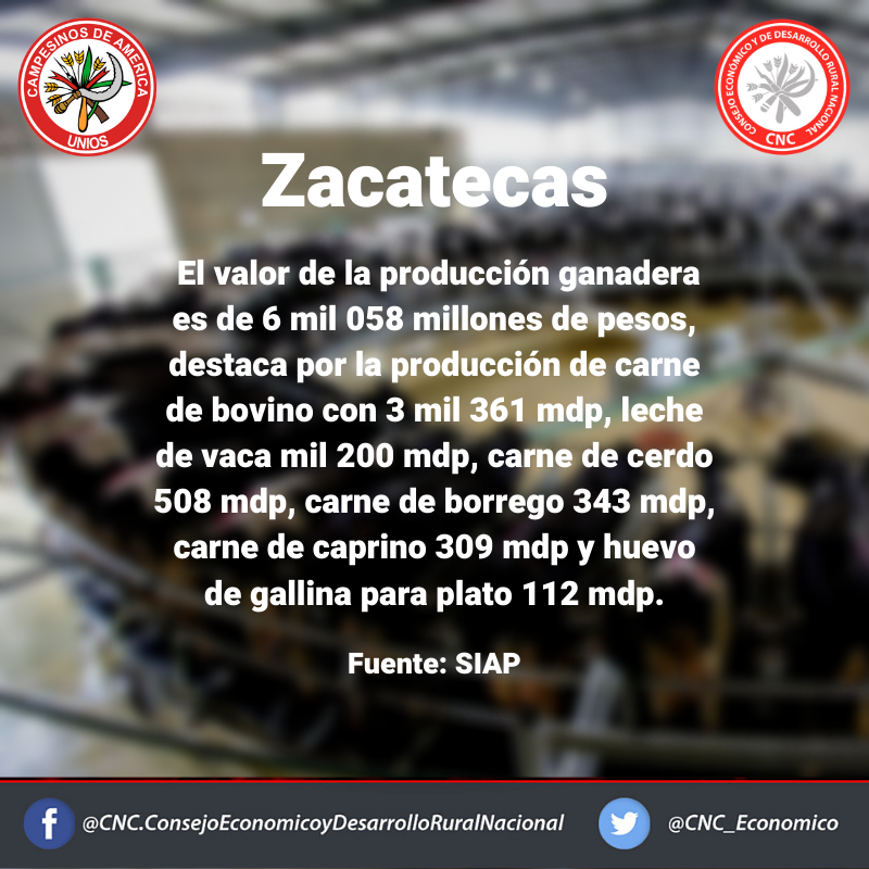 CNC_Economico's tweet photo. Buen día, hoy se llevará a cabo la Instalación del Consejo Económico y de Desarrollo Rural en Zacatecas. Presentamos información de la producción agropecuaria en el Estado. #UnidosPorElCampo @CNC_CEN @CNCZac @JaimeAlmonteA @CONMUJERmx @accionfemenilc1 @VanguardiaJAZac https://t.co/GjbufuiEjB