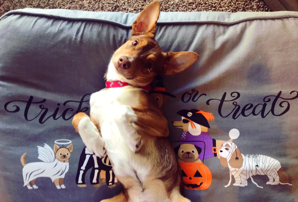 Miss_Mal_'s tweet photo. Frankenstein says he chose Treat and this last month at his forever home has been the best. ❤️ #AdoptDontShop https://t.co/0aob0ngn52