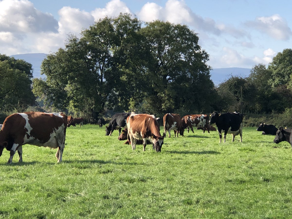 MacranaFeirme's tweet photo. Fabulous day for farm tours 🌞@MacraConference @AvondhuMacra @CoOpSuperstores #LetsAvondhuit https://t.co/TrZy65g4aF