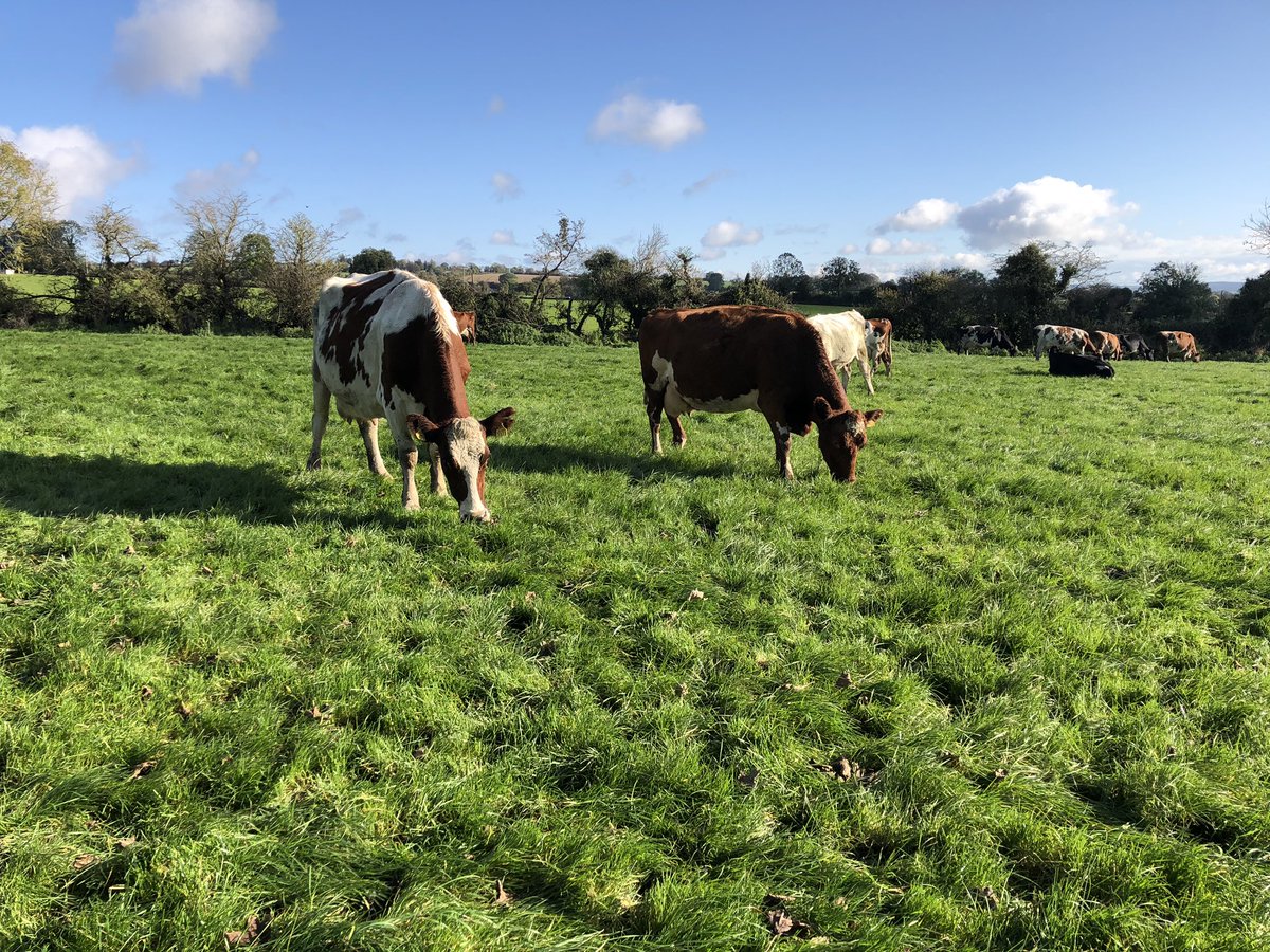 MacranaFeirme's tweet photo. Fabulous day for farm tours 🌞@MacraConference @AvondhuMacra @CoOpSuperstores #LetsAvondhuit https://t.co/TrZy65g4aF