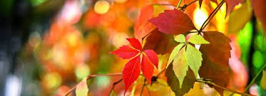 Herfstkleuren - mailchi.mp/3db9ab1307bd/h… nieuws over diverse mooie workshops en yogales aanbod in de Meern/Leidsche Rijn