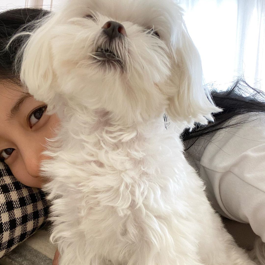 baesuzybrasil's tweet photo. [📸] 26.10.19 - Atualização da Suzy em seu Instagram pessoal com seu cachorrinho, Damon.

"Hoje também #Vagabond 💜 #HaeriGo #DamonCheioDeConfiança"

trad: foreverbaesuzyy https://t.co/monPOpdujy