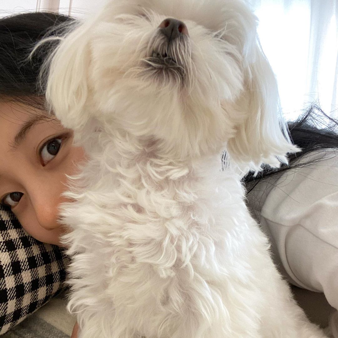 baesuzybrasil's tweet photo. [📸] 26.10.19 - Atualização da Suzy em seu Instagram pessoal com seu cachorrinho, Damon.

"Hoje também #Vagabond 💜 #HaeriGo #DamonCheioDeConfiança"

trad: foreverbaesuzyy https://t.co/monPOpdujy