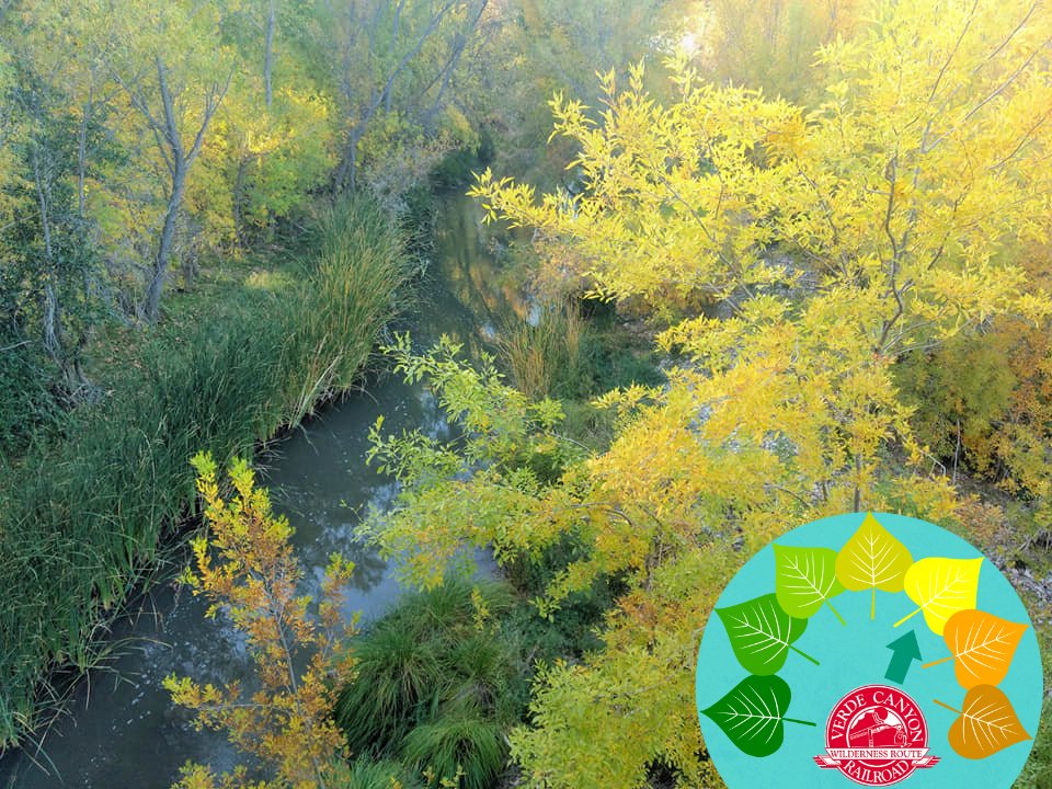 VerdeCanyonRail's tweet photo. #CanyonColorMeter: As we approach peak fall color season along the Verde River, train passengers savor the seasonal gold further embellishing this beautiful and wild western canyon. #verdecanyonrr #fallcolors #VisitAZ https://t.co/juzPgJYi1Z