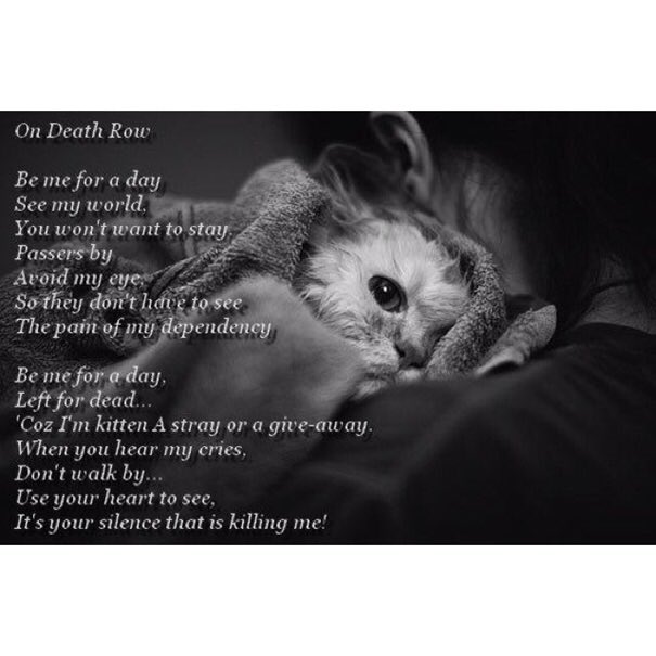 janpreece8's tweet photo. @NELLY822 @shaunwalters041 @AngelaMortimer2 @tonybellerose @joelle47019650 @RobRobbEdwards @twiceastweet @Garli_Lauri @lolamatt47 @karen1_mc @Karen4Planet @reddogsusie @catsfromulthar @suju_bala @Betrayed_Pets @Cshells33Wells @BILLSCHULERART @MKCBA https://t.co/PC50qURcQH