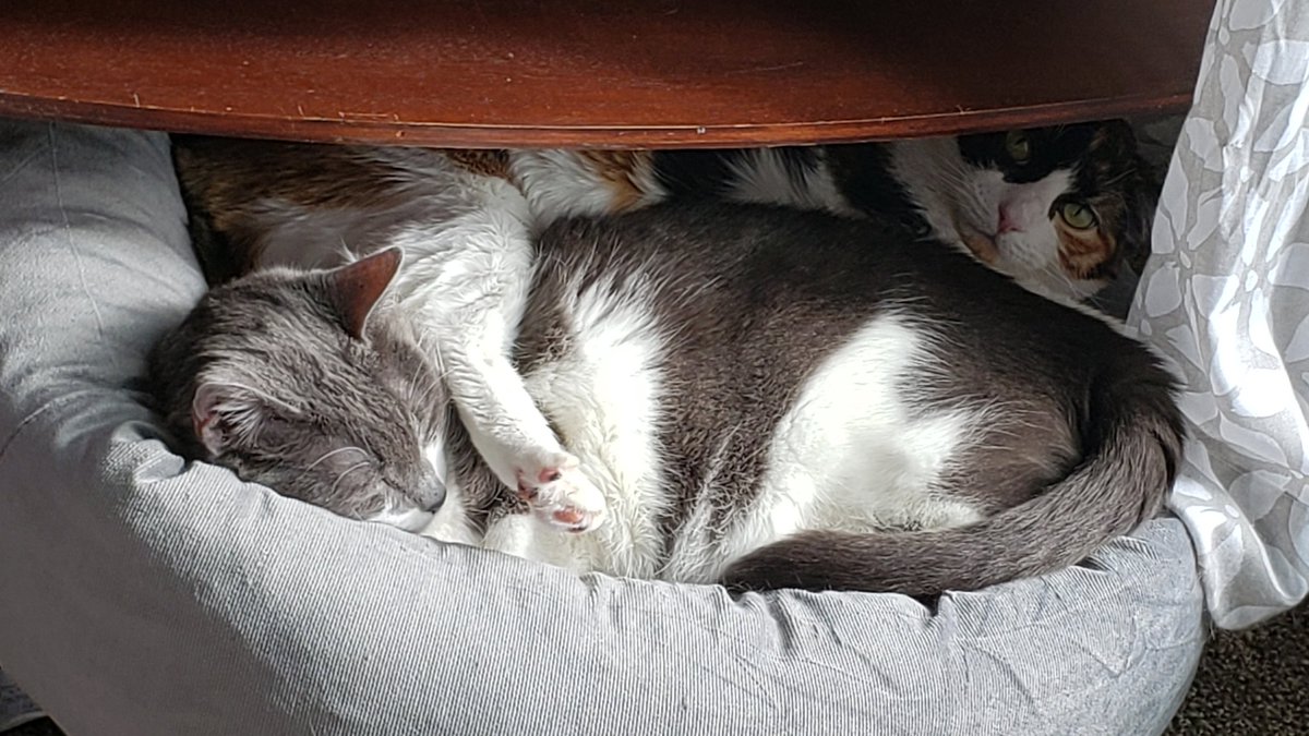 trishhasfun's tweet photo. #Caturday #CatsOfTwitter #CatsOnTwitter #paprikajane #patchie #nerdycatgurl ❤ https://t.co/26bjIPvM9O