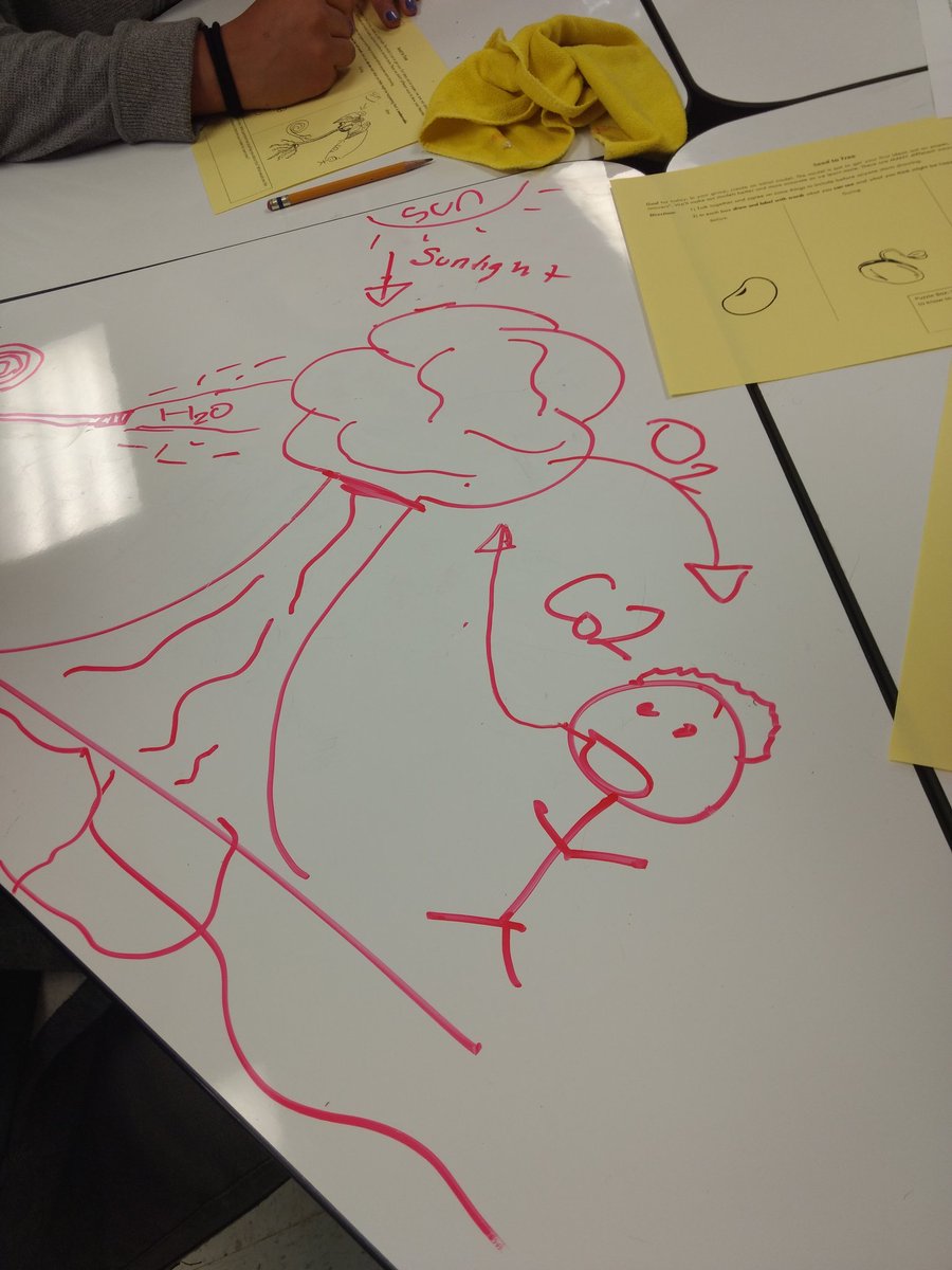 TanyaHofler's tweet image. Where does the mass that makes up a tree come from? Ss create initial models to explain the phenomenon. @NGSSMadeMeDoIt @MartinCasas_ #seedtotree #SPHSnerdherd