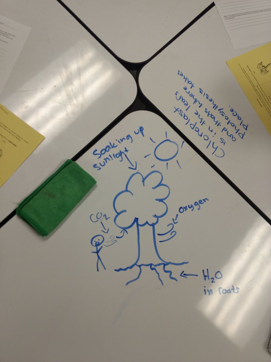 TanyaHofler's tweet image. Where does the mass that makes up a tree come from? Ss create initial models to explain the phenomenon. @NGSSMadeMeDoIt @MartinCasas_ #seedtotree #SPHSnerdherd