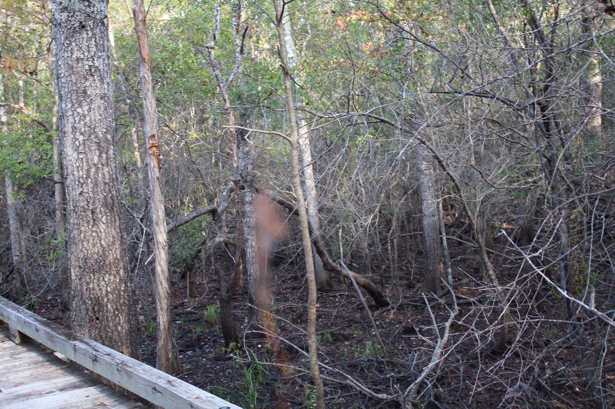 PhasmaParanorma's tweet image. An innocent walk and the spirits still find us..