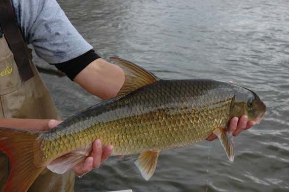 _FreshDistrict's tweet photo. There are more species of fish in Georgia's rivers and streams than almost any other state in the nation. The sicklefin redhorse is a big, shimmering fish that can grow to be two-feet long, with a sickle-shaped fin on its back tipped with red. Info courtesy of @wabe #sicklefin https://t.co/sHkM32VnCP