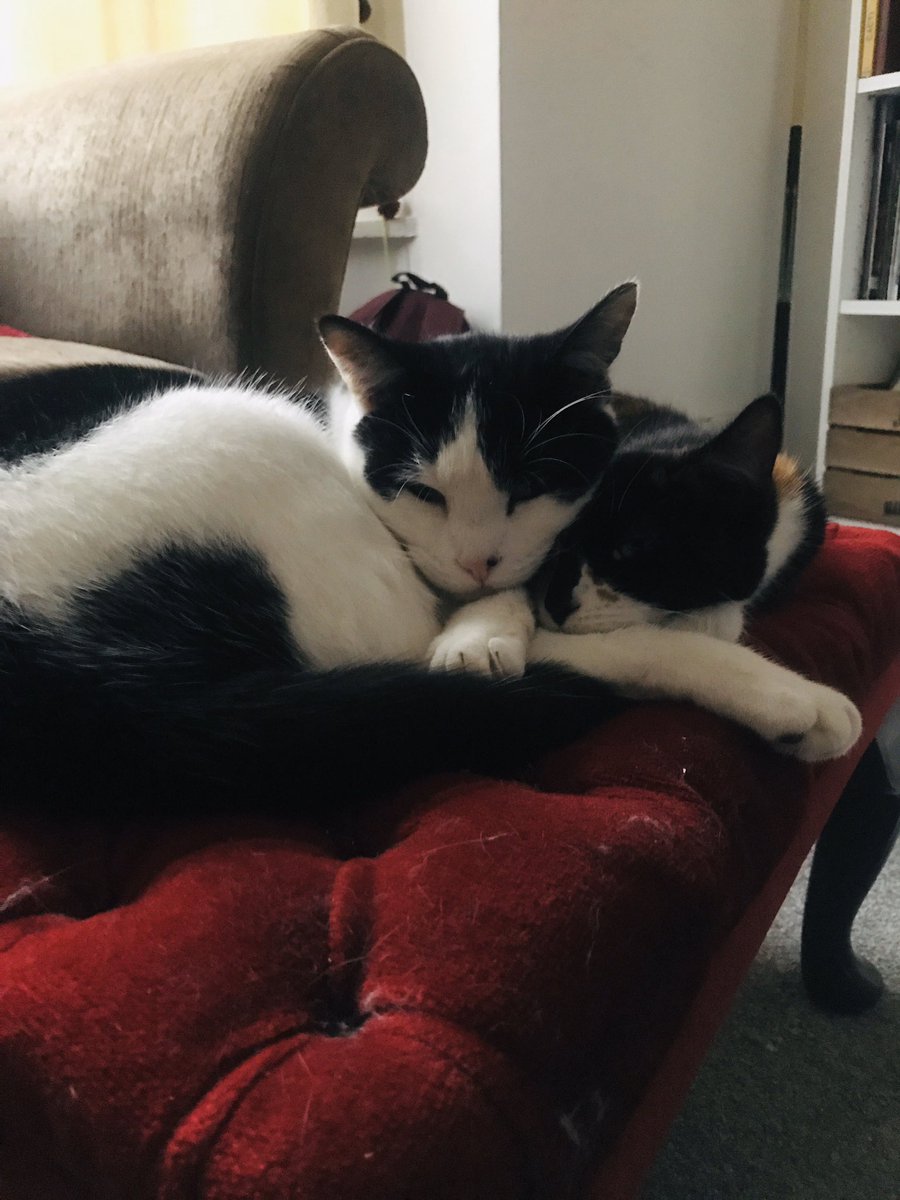 Rosie_MC1R's tweet photo. Oh my days... I walked into this cuteness #Caturday #snugglepuddle https://t.co/iS0QxhScwA