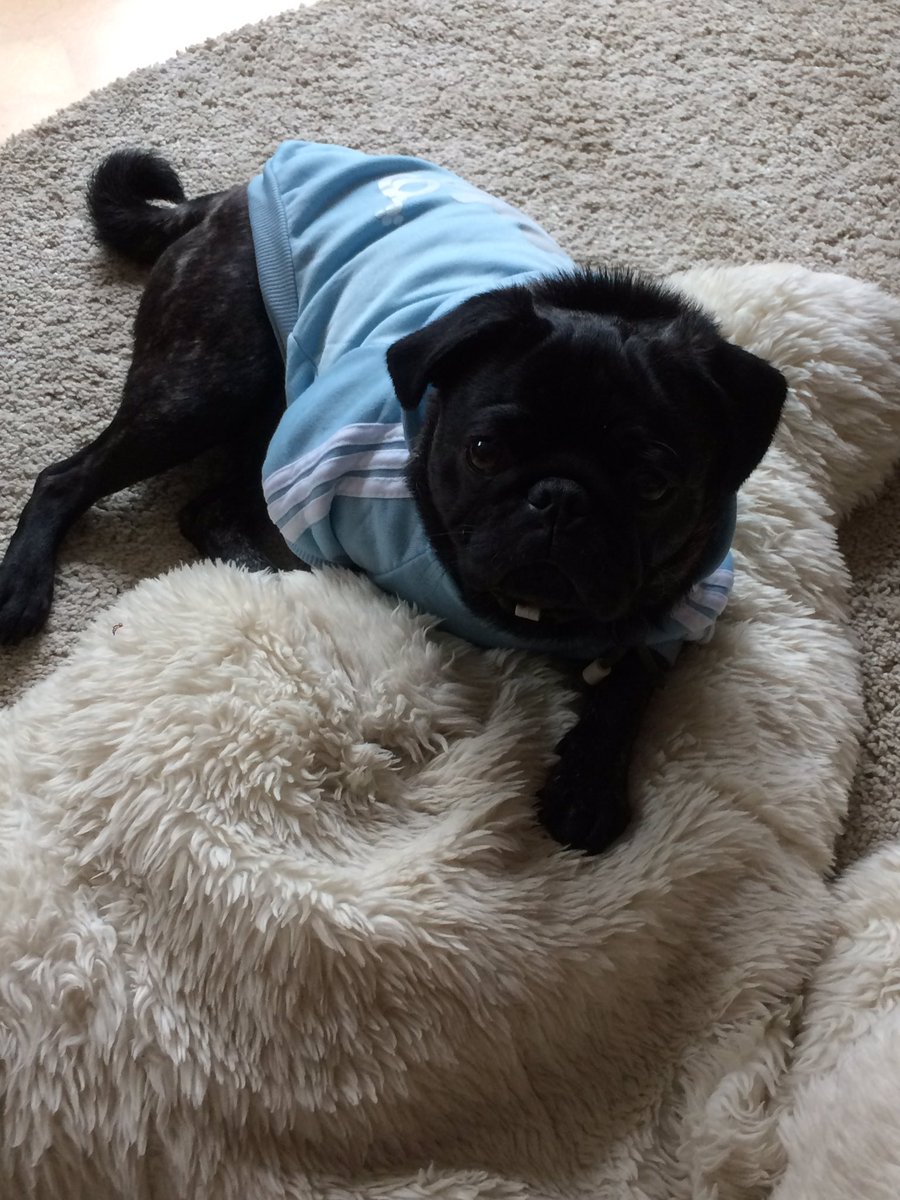 Folgt mir alle unbedingt auf Instagram, da heiße ich genauso wie hier pug.gustav, da ich dort regelmäßiger poste als hier und ich dort ein wenig Unterstützung definitiv noch vertragen könnte😉
