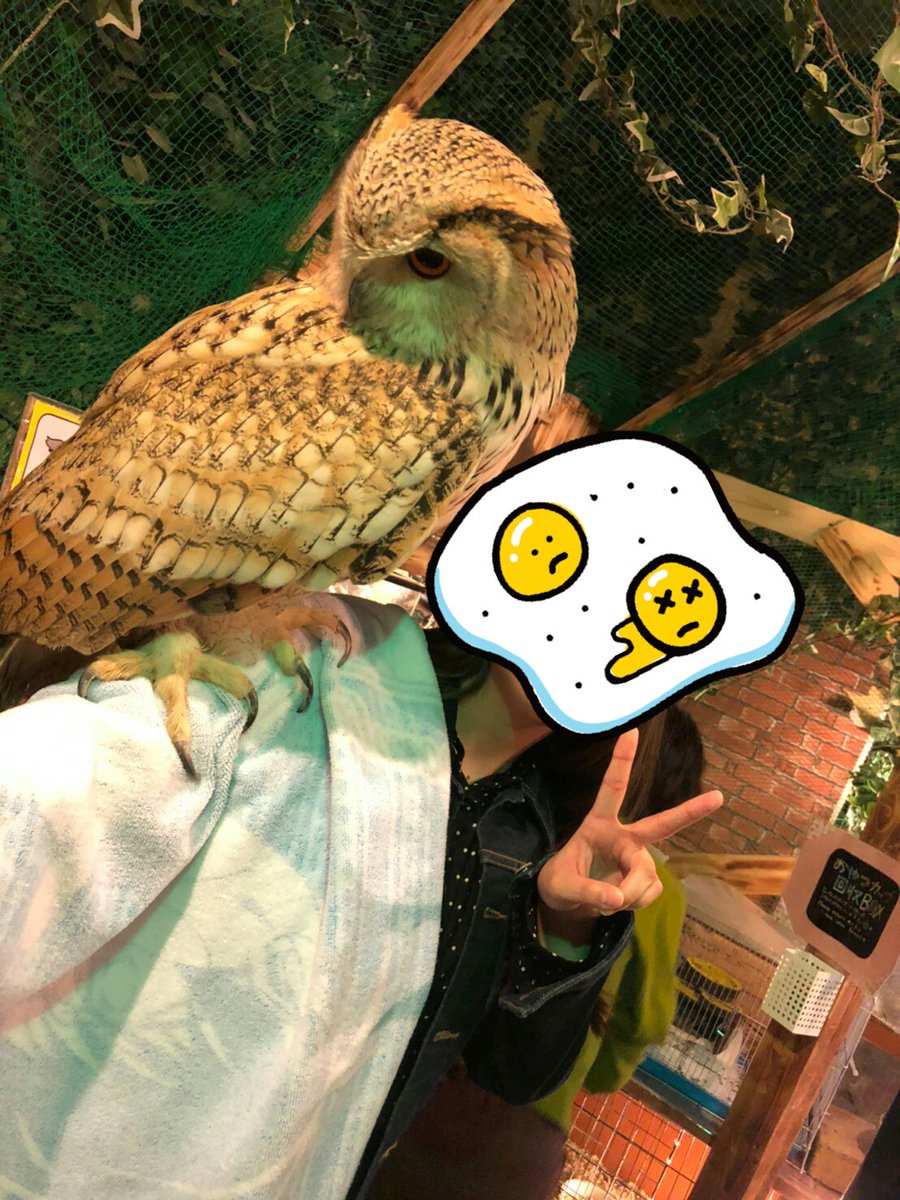 ゆきみ 今日行ったアウルの森ではフクロウ この子はミミズクだけど 肩乗せもできるのだけど 一番大きい子肩乗せさせて貰った W 確かシベリアワシミミズクで2kgくらいあるらしい ゆきみ 今日行ったアウルの森ではフクロウ この子はミミズクだけど 肩乗せもできるのだけど 一番大きい子肩乗せさせて貰った W 確かシベリアワシミミズクで2kgくらいあるらしい
