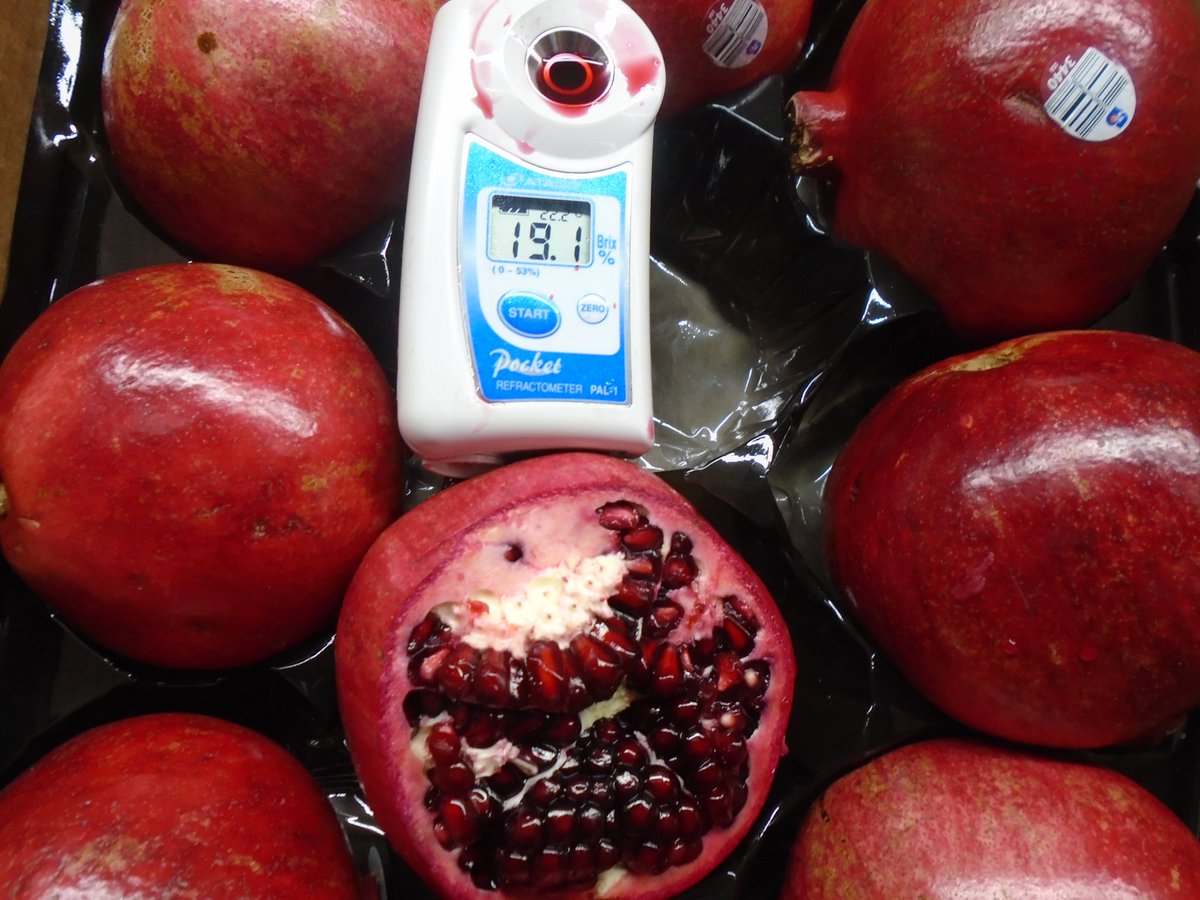 SimonianFruit's tweet photo. Wonderful variety pomegranates in the peak of harvest #SFC #SIMCO #CaliforniaPomegranates #SimonianFruit #WonderfulPomegranates #Pomegranate #Pomegranates #SIMCOPomegranates #Nacirema #PomegranateSeason #PomegranateExperts #CAGrown #California #CaliforniaGrown #FresnoCounty https://t.co/LdWtUIa3yP