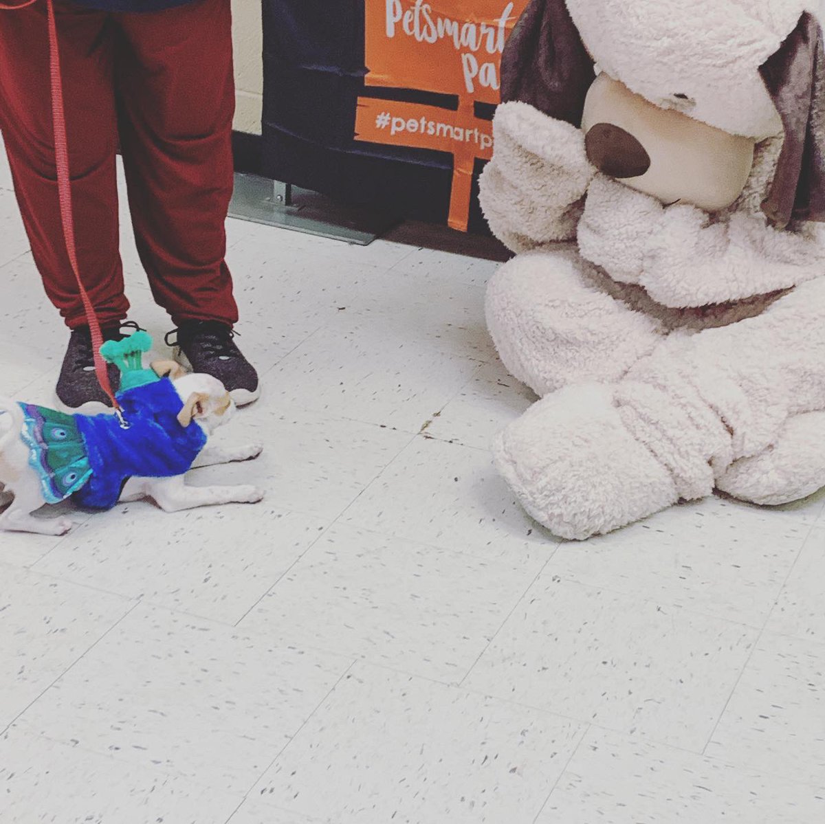 Treat your Boo event today <a href="/PetSmart/">PetSmart</a> Come by for Halloween fun, treats, and pictures. @LifeatPetSmart <a href="/PetSmartAE/">Associate Engagement</a> <a href="/CPickett1/">Cassandra Pickett</a> #Treatyourboo #halloweencostumes #PetSmart