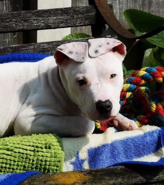 The Deaf Dog Network tweet media