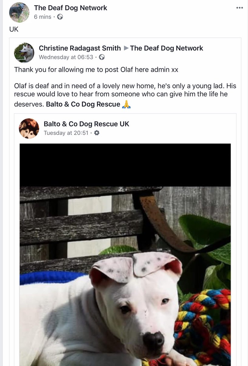 The Deaf Dog Network tweet media