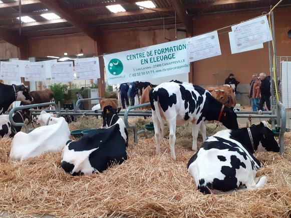 Canappeville's tweet photo. Après une bonne séance de thalasso, nous voici bien installées pour le concours régional Prim'Holstein, à Alençon. Les voisines ont l'air marrantes ! https://t.co/eBlkLc4o1V