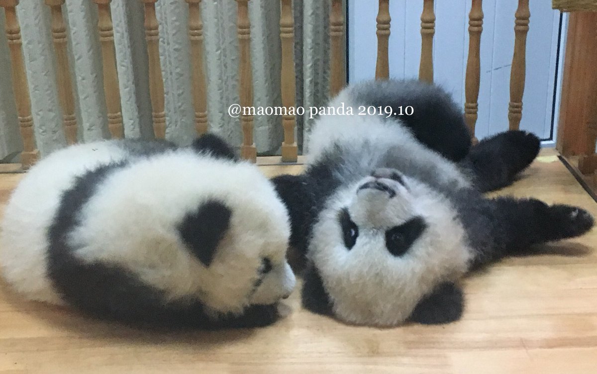 Maomao Panda Pa Twitter 成都パンダ基地 太陽の赤ちゃん 可愛い子揃いでした 19 10 成都パンダ