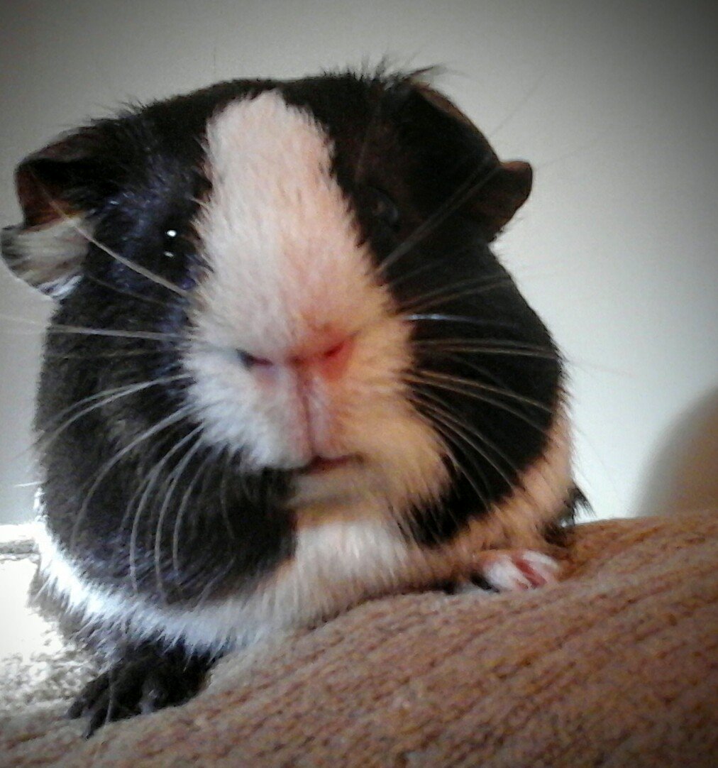 MartinsPets's tweet photo. #LittleFriends deserve the very best. #MartinSmallPet #GuineaPigs https://t.co/k13fCQnzfp
