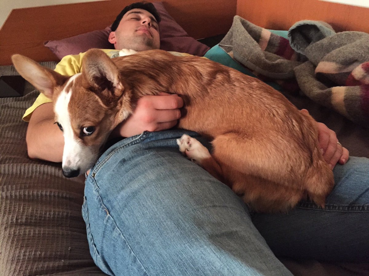 CorgiFudge's tweet image. I’m so cute, I don’t need a caption.😎
.
.
#corgi #corgilife #corgisofinstagram #corgicommunity #corgipuppy #puppy #dog #corgis #corgiears #corgidogs #welshcorgi #dogs_of_instagram #dogsofinstagram #corgilovers #perro #chien #корги #柯基犬
#コーギー #dogsoftwitter #puppylove