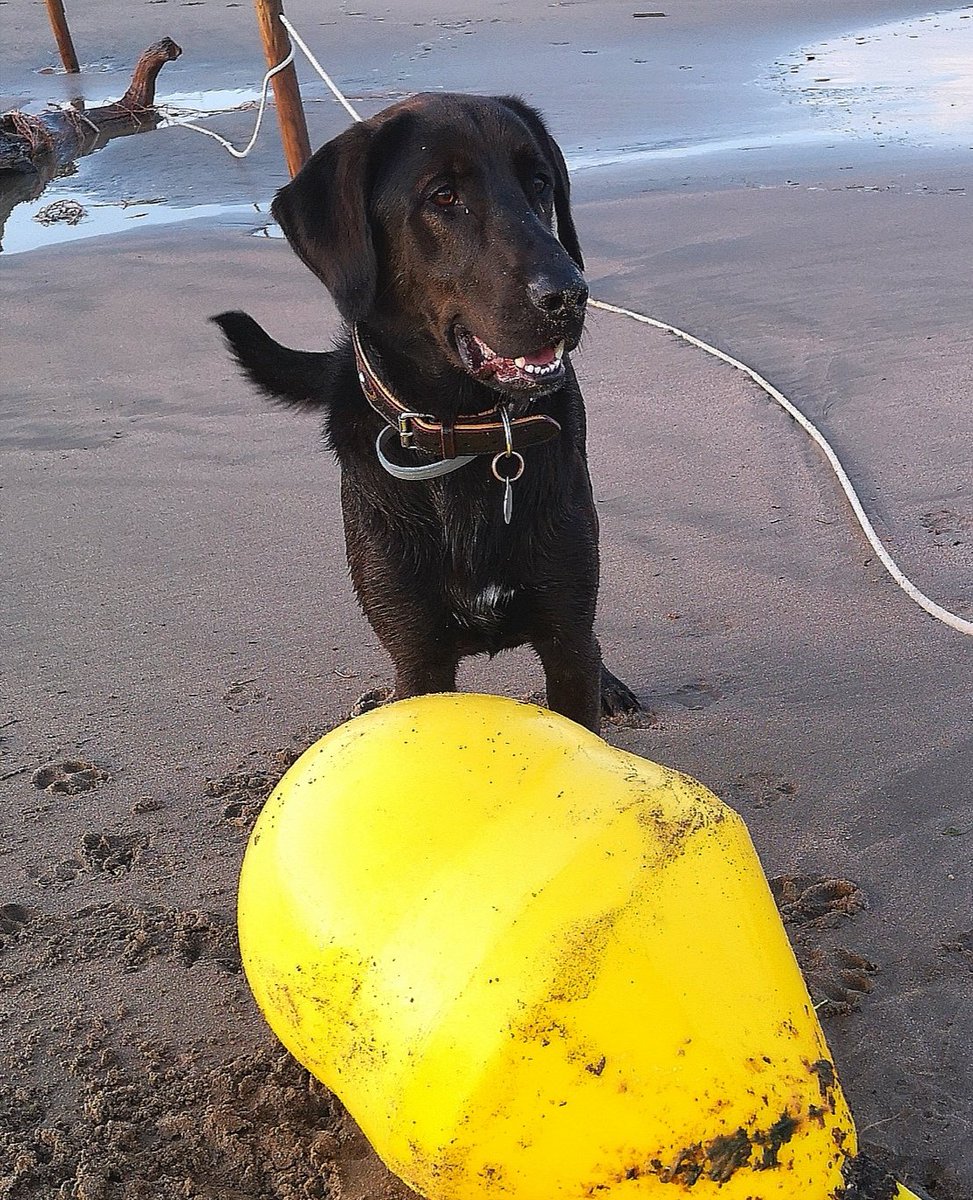 🐾#Strand Gut gehört dem Finder. Also: MEINS! 🐾