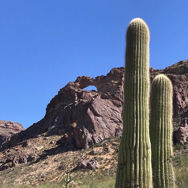 I enjoyed the drive around Organ Pipe National Monument and finding this #earthcache. #geocaching #geocachingadventures ift.tt/2Poyeyy
