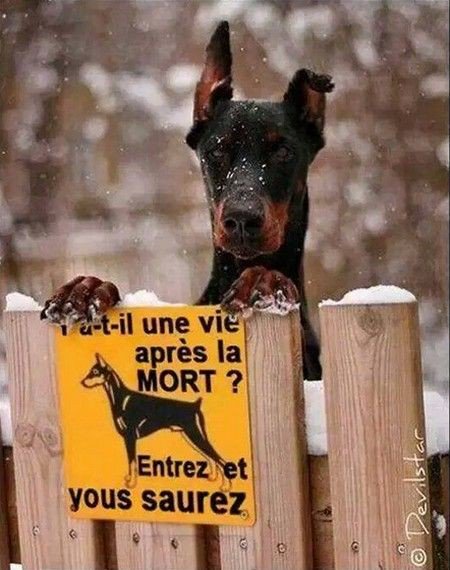 Pauline_Nollet's tweet image. 