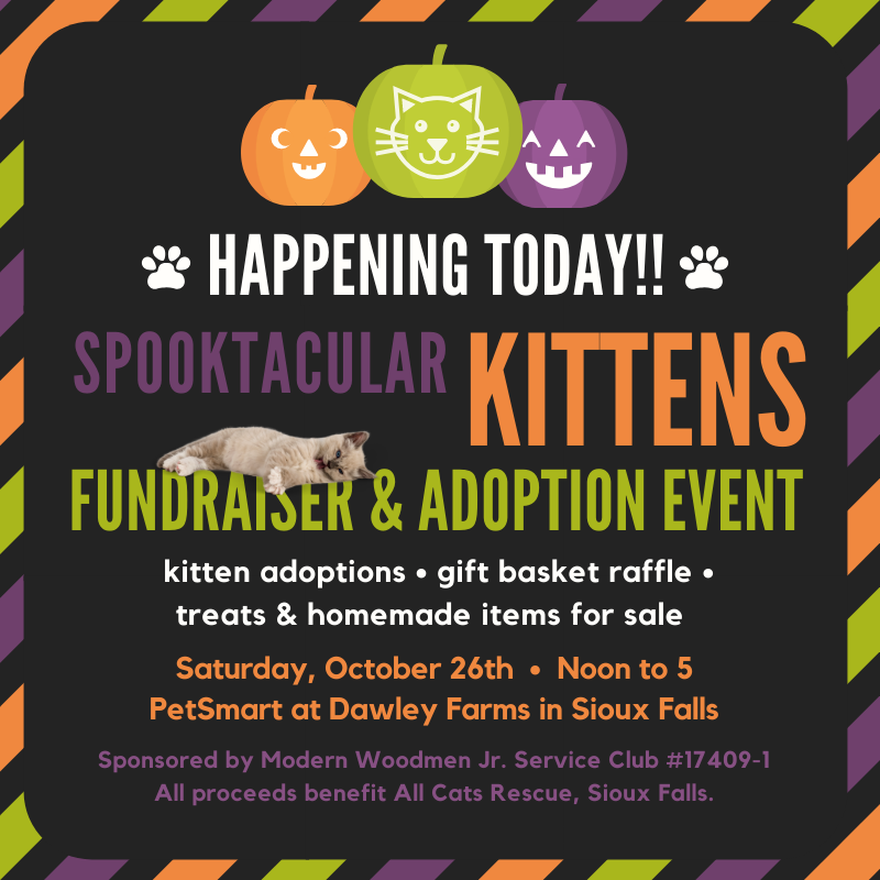 AllCatsRescue's tweet photo. https://t.co/BxWPpxAqBj
