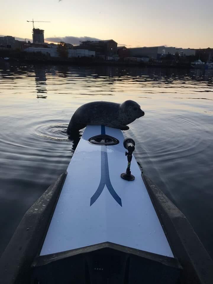 Rowing on the Gorge, Victoria, BC means you sometimes have visitors! (photo: M. Kettlewell). Little buddy wanted a rest after playing with the oars.