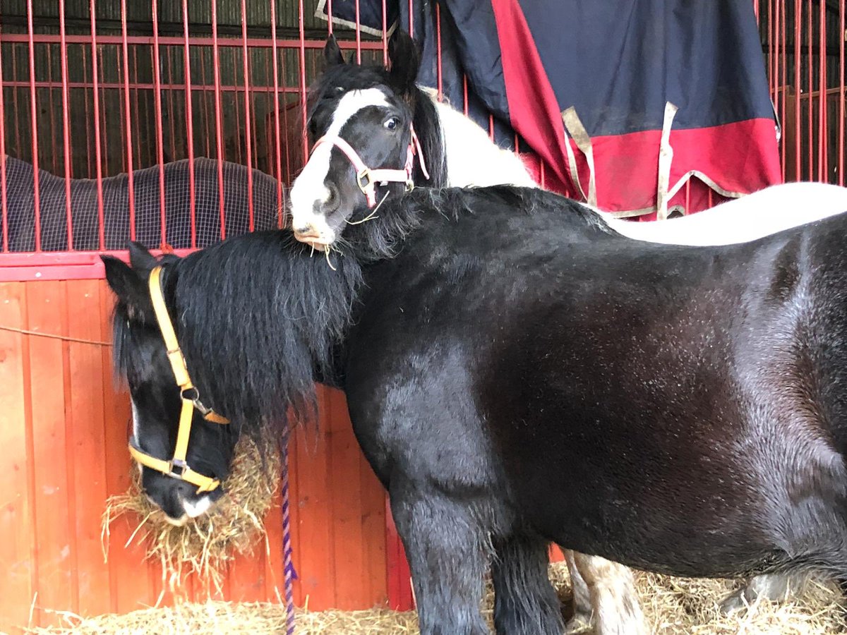 I have found <a href="/PonyTommyboy/">TommyboyPony</a> is really comfy as a pillow. Great to rest my head. Happy Saturday my gorgeous friends <a href="/aponyhour/">#ponyhour</a> <a href="/tommy_pegasus/">Tommy</a> <a href="/HumbugAndToby/">Humbug</a> <a href="/archiesauraus/">Archie the Suffolk 🐴</a> @SarahMSpelt <a href="/bettybwino/">Sarah Gledhill</a> <a href="/eggsypony/">Eggsy Pony & Friends</a> <a href="/MerPolMounted/">Mer Pol Mounted</a> @polscothorses <a href="/LancsPolMounted/">Lancs Police Mounted</a> @NPMounted <a href="/DuckStables/">Puddle Duck Stables</a>