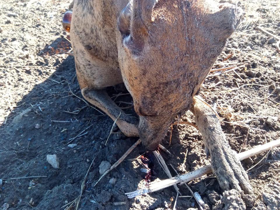PartidoPACMA's tweet photo. Este galgo ha sido asesinado a tiros en Sevilla porque no valía para cazar.

Cada año miles de perros destinados a la caza mueren en silencio agonizando en pozos, ahorcados o tiroteados por cazadores.

El Gobierno continua dando la espalda al problema y amparando a los cazadores. https://t.co/zEgUhdnIwl