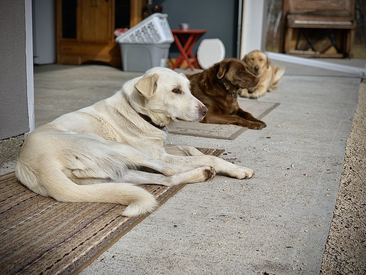 randifroese's tweet photo. I guess my neighbours dog has decided to join the family. He doesn’t have a name tag so.... everyone welcome Ralph! https://t.co/3nGHXhraD9