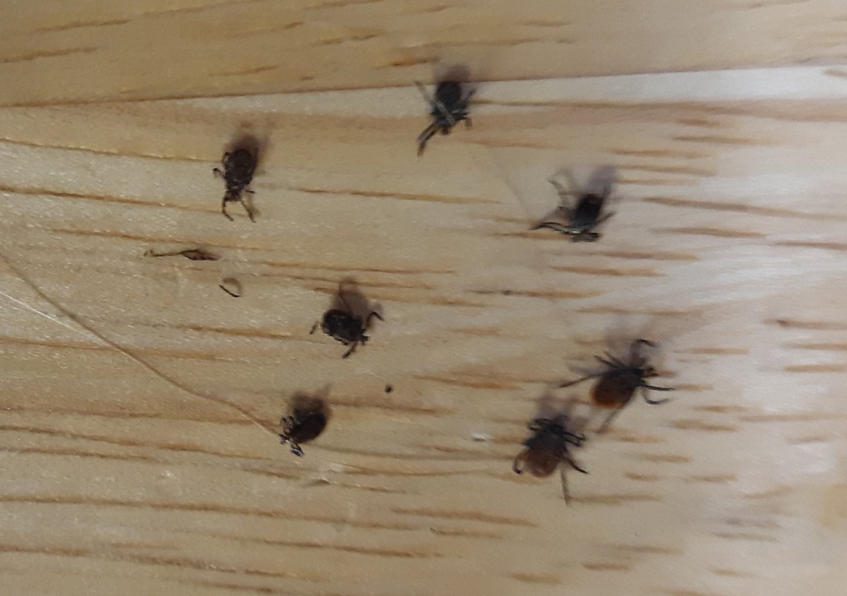 Think ticks and Lyme disease aren't an issue in Southern Ontario? These all came off my Lab after only a couple hours in the woods today. Check yourself, your kids and your pets. #BeLymeAware