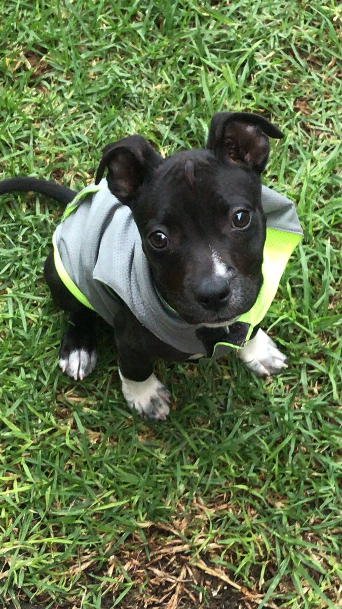 BRENDARD's tweet photo. Por si a alguien por aquí le interesa en adopción. Es en CDMX https://t.co/I19mODU35E