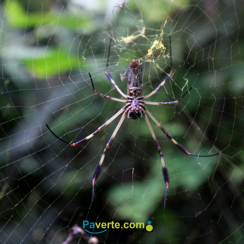 Pavertec's tweet photo. Tejedora natural : araña en Darien
.
.
#viajeroSolitario #paverte #panama #visitpanama #explora #explora507 #nature #natura #enjoyLife #life #respira #vive #VivePanama #araña #breathe #lifeStyle #darien #tejedora https://t.co/PXrzqFy9Mm