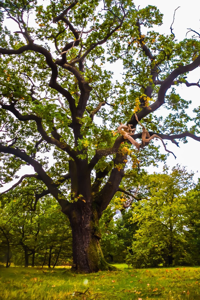 Epping Forest by Chingford, Dragon spotted sleeping in an Oak tree.