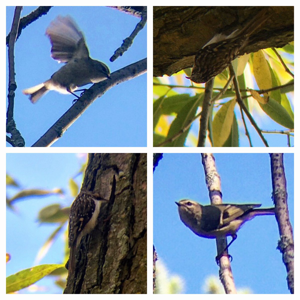 Ontario Place bird notes #21 | From last week, an afternoon full of golden-crowned kinglets, white-crowned sparrows, yellow-rumped warblers, and the clearest photos I’ve managed to take so far of a brown creeper that is normally around the West Island.