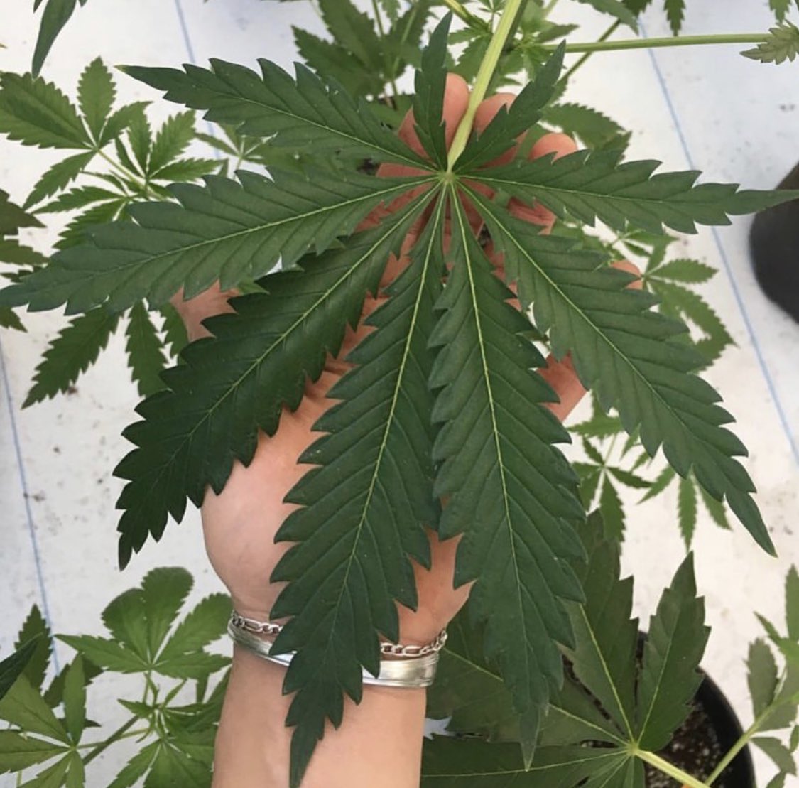 Mike Dirnt (@mikedirnt) on Twitter photo Wow... 🤯 🌱Our little farm is all growd up ! <a href="/goldenseedca/">Goldenseed</a> #sustainable California #CBD #cannabis #hemp #420 #cannabiscommunity
#marijuana #medicinal Wow... 🤯 🌱Our little farm is all growd up ! <a href="/goldenseedca/">Goldenseed</a> #sustainable California #CBD #cannabis #hemp #420 #cannabiscommunity
#marijuana #medicinal