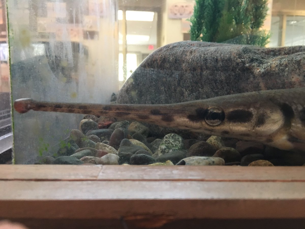 SallmannC's tweet photo. Longnose Gar is not impressed. #gar #fishesofinstagram https://t.co/ivoBmOGLTO