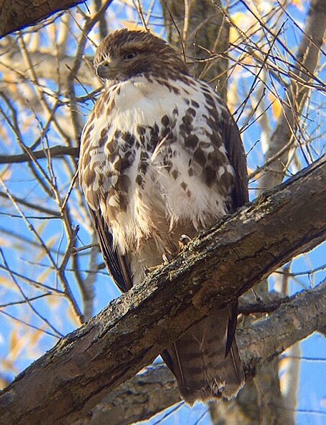 Ontario Place bird notes #22 | This morning I thought the same hawk was following my path, but then realised both a red-tailed and a juvenile Cooper’s hawk were around (so close!) Also a couple of ruby-crowned kinglets, and lots of white-throated sparrows and dark-eyed juncos.