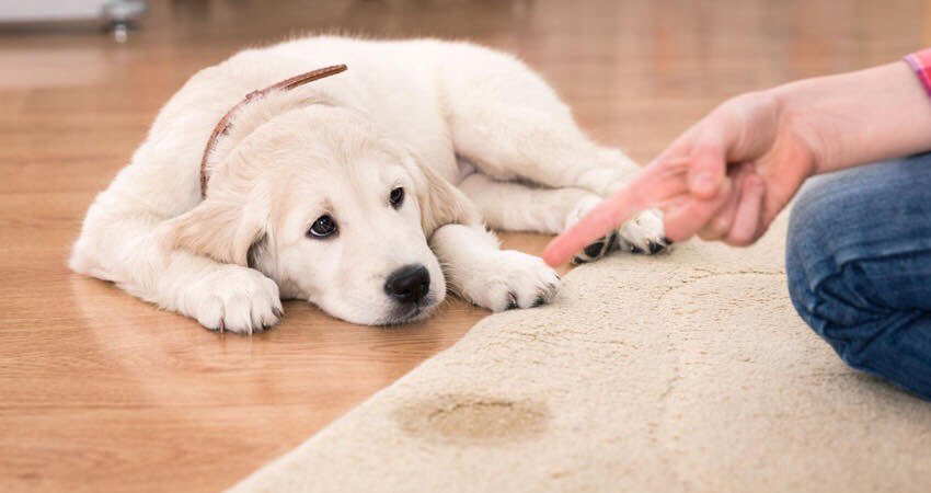 CheshireRug's tweet photo. Pets love rugs but sometimes accidents happen. Click the link to read our latest blog. 
#peturine. #petstains 
Call us on 01606 302500

https://t.co/B428Bs4dLg https://t.co/vyojSVMcdJ