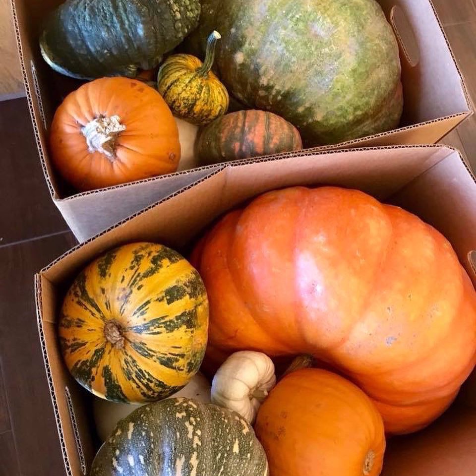 councilchick's tweet photo. Home grown gems from Boys Republic in Chino Hills 🎃🧡 #nothingwithoutlabor #nationalpumpkinday https://t.co/2f0OMUvWce