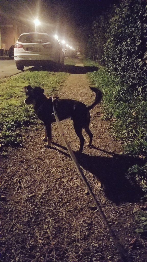 MalibuO13's tweet photo. Heute war ein schΓΆner Tag πΆπ
Einen Abend mit dem kleinen Leo verbracht π FΓΌr Hundesitten bin ich immer zu begeistern π
#dogstitting
#GermanTwitchRT @Easy_Netw
#gaminglife #lifestyle #youtube #letsplayerin #malibuO13 #gaming #gamingliebe #vonganzemherzen #zockerschnecke π https://t.co/YnRW102vpe