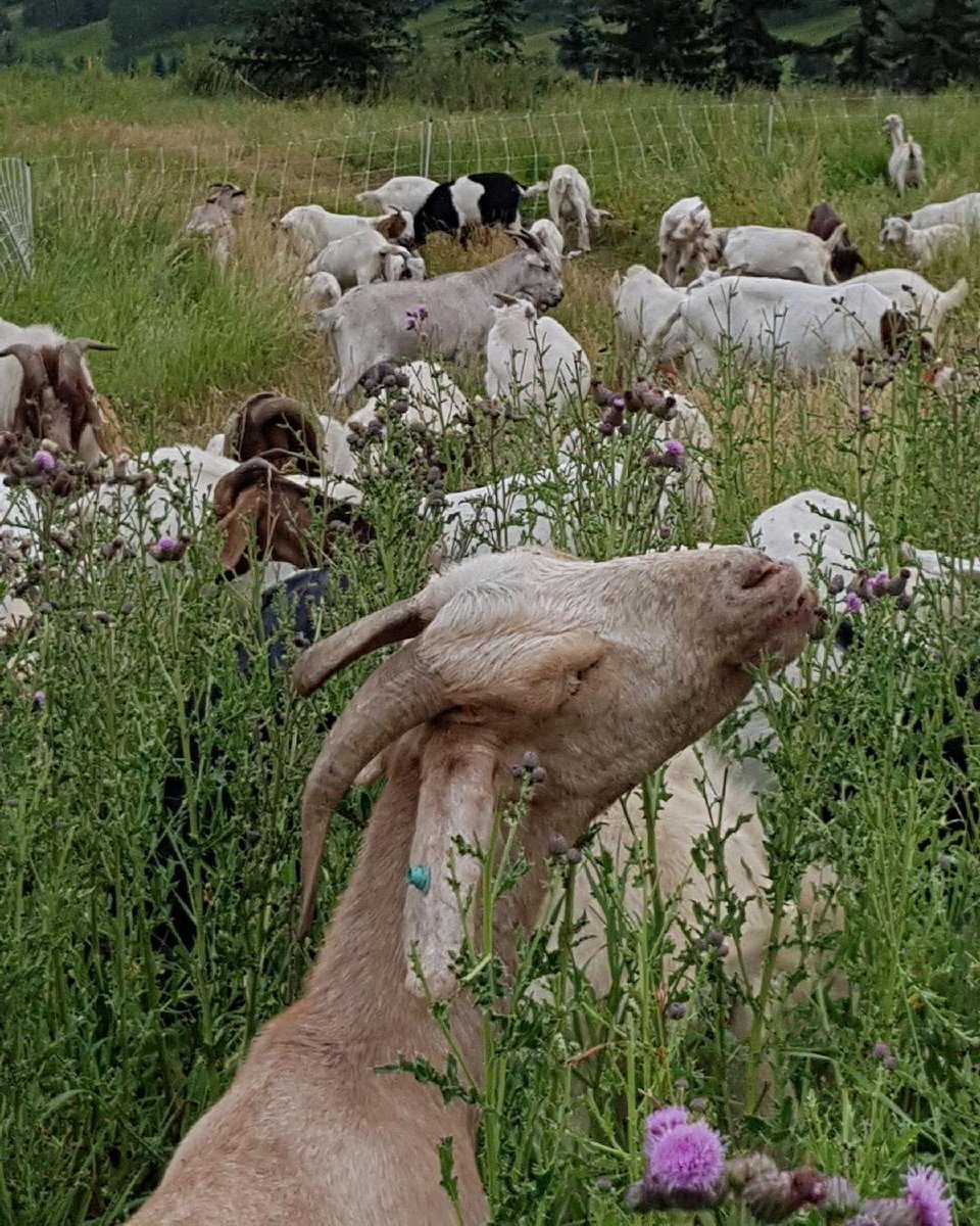 yegparks's tweet photo. I goat a question for you! Can you name one of the noxious weeds that the hardworking goats were chowing down on in Rundle Park this summer? #GoatWorks https://t.co/Xrz1i1ltzN https://t.co/KhKJVtSnLE