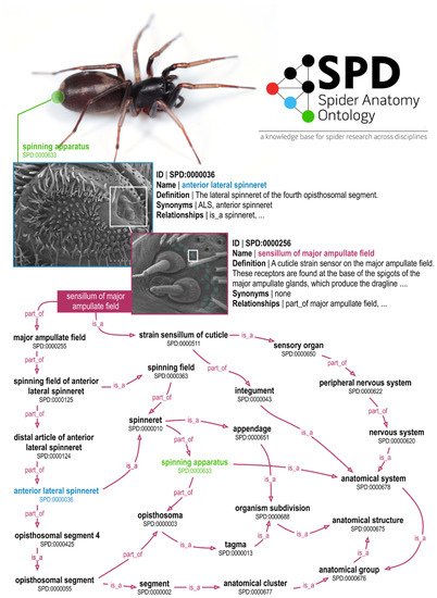 The Spider Anatomy Ontology (SPD)—A Versatile Tool to Link Anatomy with Cross-Disciplinary Data mdpi.com/1424-2818/11/1…
