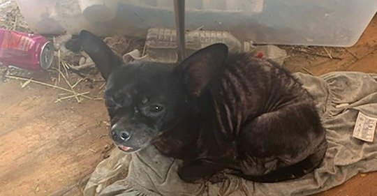 PeterAskin1's tweet photo. Filthy conditions found in #EdgewaterFL hoarder/breeder's home. Animals seized &amp; children taken into care. Edgewater animal shelter overwhelmed &amp; needs donations to cope with the influx of 246 animals. Please donate if you can: https://t.co/v7QX9gLK9w

https://t.co/ZKgjv4Xsqp https://t.co/JtWJ4p6B8X