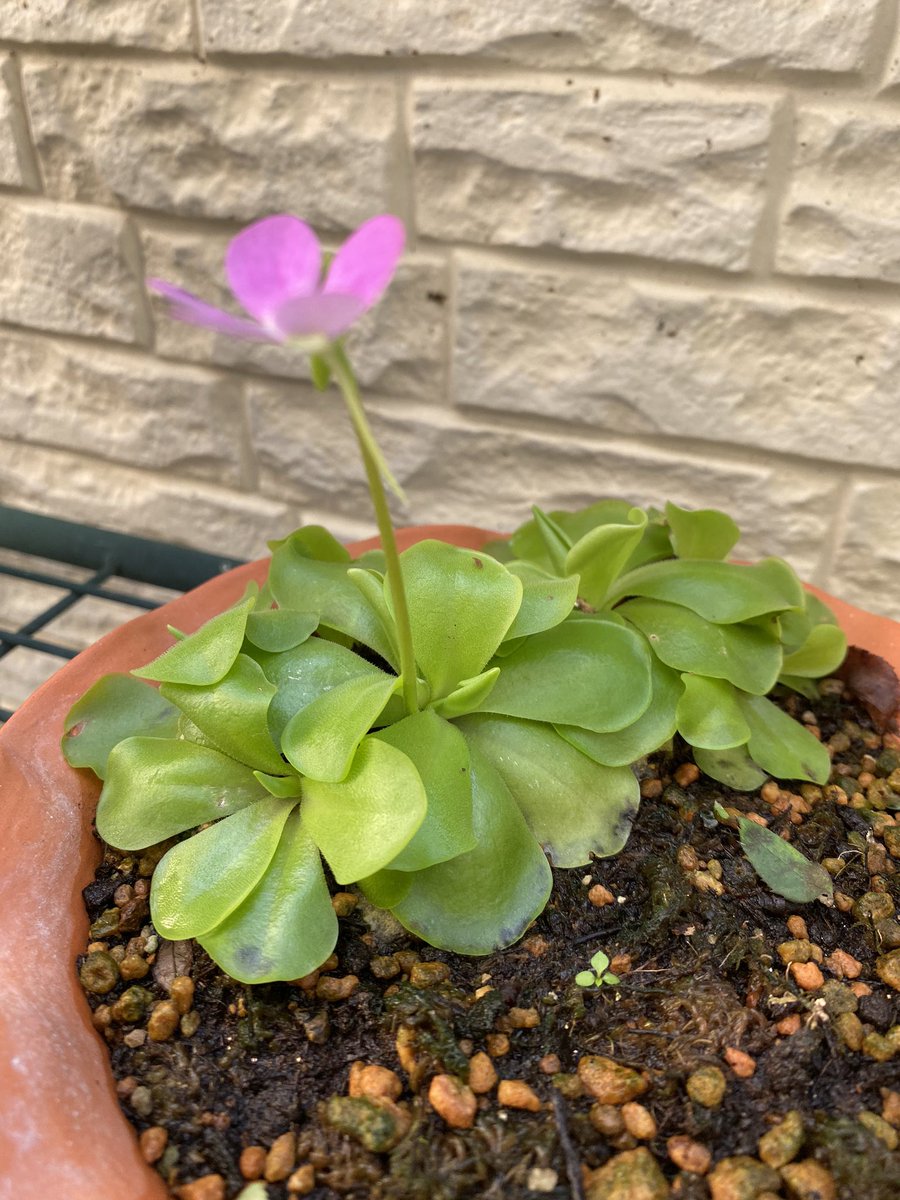 虫取り草 虫取り草